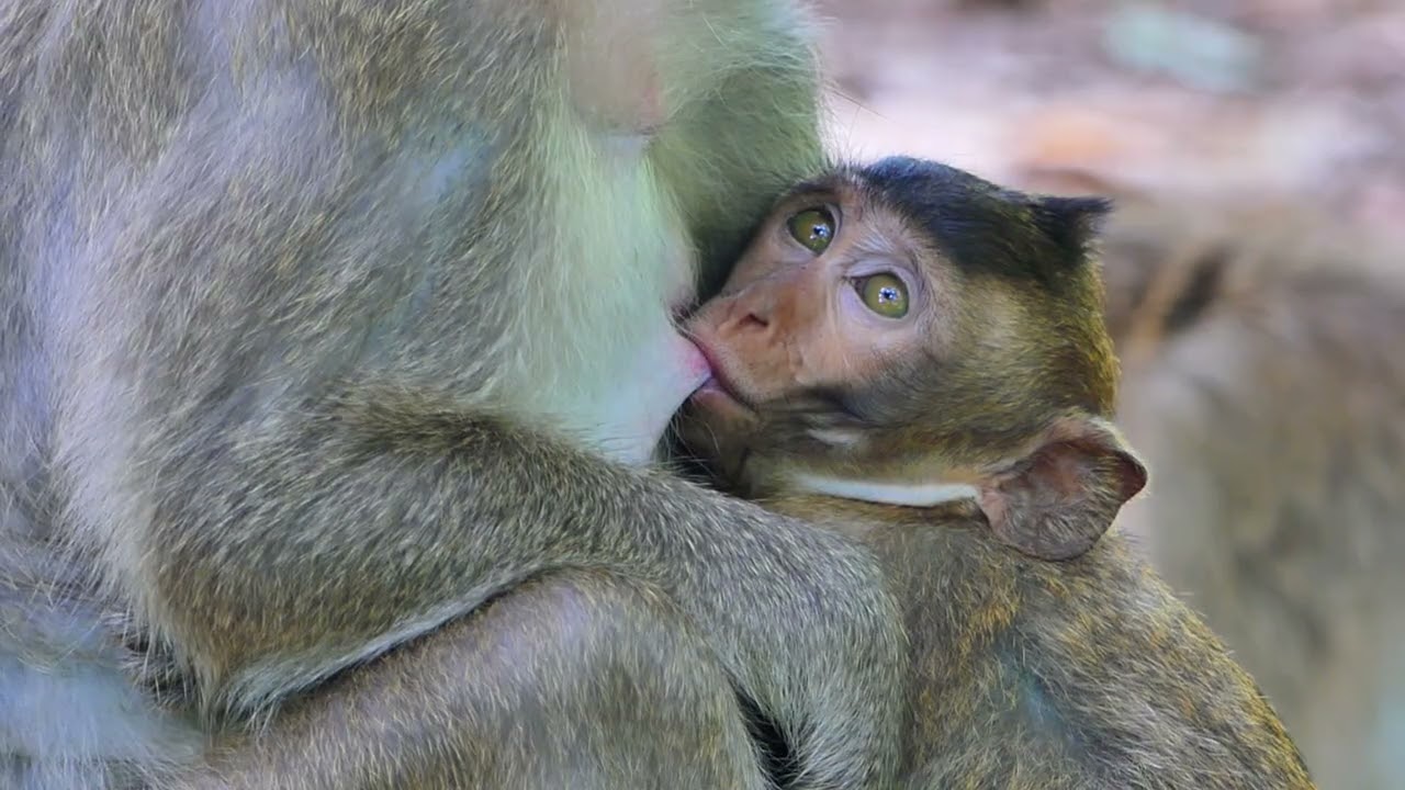 Adorable baby, breastfed by mother. NANDA monkey.