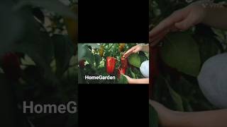Grow 50 Peppers from ONE Bell Pepper (Even in WINTER!)