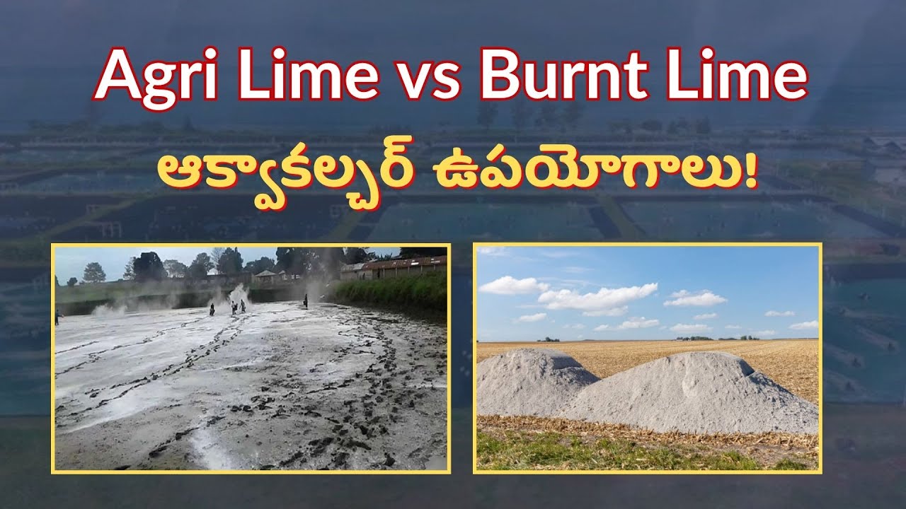 Agri Lime మరియు Burnt Lime మధ్య తేడా ఏమిటి?