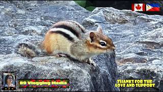 B9 IS LIVE: A DAY IN THE LIFE OF A CHIPMUNK. ENJOY WATCHING #WH 09.19.2026