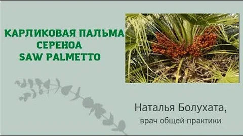 Сереноа, Saw Palmetto или карликовая пальма / врач Наталья Болухата