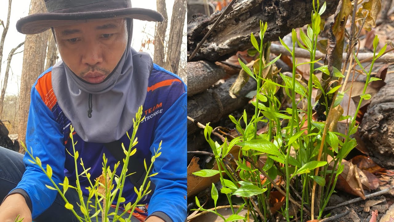 เก็บผักหวานต้นเล็ก กำลังแตกยอดอวบๆ