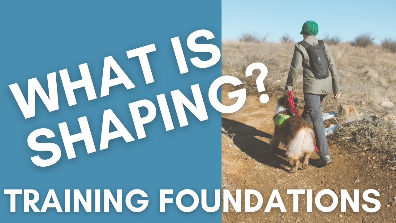 What Is Shaping Dog Training Foundation Skills YouTube what-is-shaping-dog-training-foundation-skills-youtube