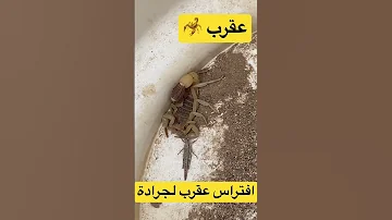 افتراس عقرب لجرادة Scorpion Shorts Like العراق سبسكرايب Animals مصر الجزائر العرب 