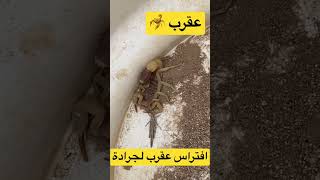 افتراس عقرب لجرادة #scorpion #shorts #like #العراق #سبسكرايب #animals #مصر #الجزائر #العرب