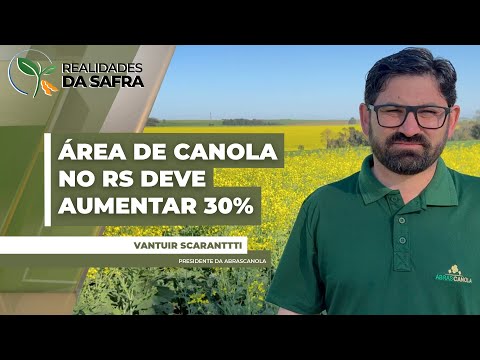 ÁREA DE CANOLA NO RS  DEVE AUMENTAR EM 30%