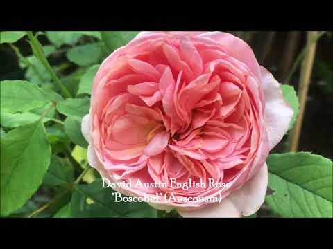 Video BOSCOBEL 'Auscousin' vid. 2, David Austin, English... - youtube