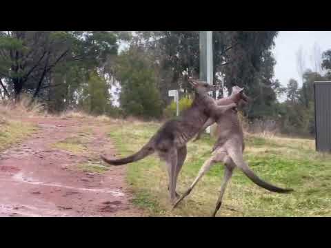Kangaroo Shoved Through Fence During Tussle at Canberra Nature Reserve