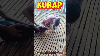 Penyakit kulit pada kambing #goathealth #goatcare #goatnutrition #livestockhealth #PrimaBREEDFarm