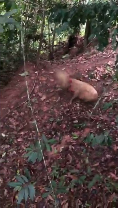 Pemburu Babi Hutan di Thailand