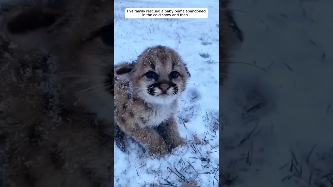 This family adopted a lost baby puma