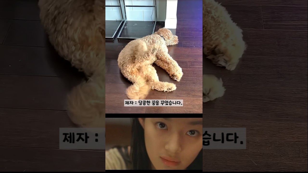 달콤한 견생