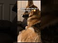 Comment "calm" and I'll send you the link🐕