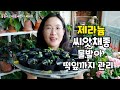 제라늄 (Pelargonium) 씨앗 채종부터 물발아/ 떡잎까지 관리를 이야기합니다.(자막있음)