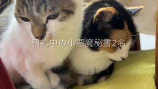 小悪魔猫秘書物語