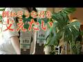 モンステラの仕立て直し｜支柱でスッキリ整える