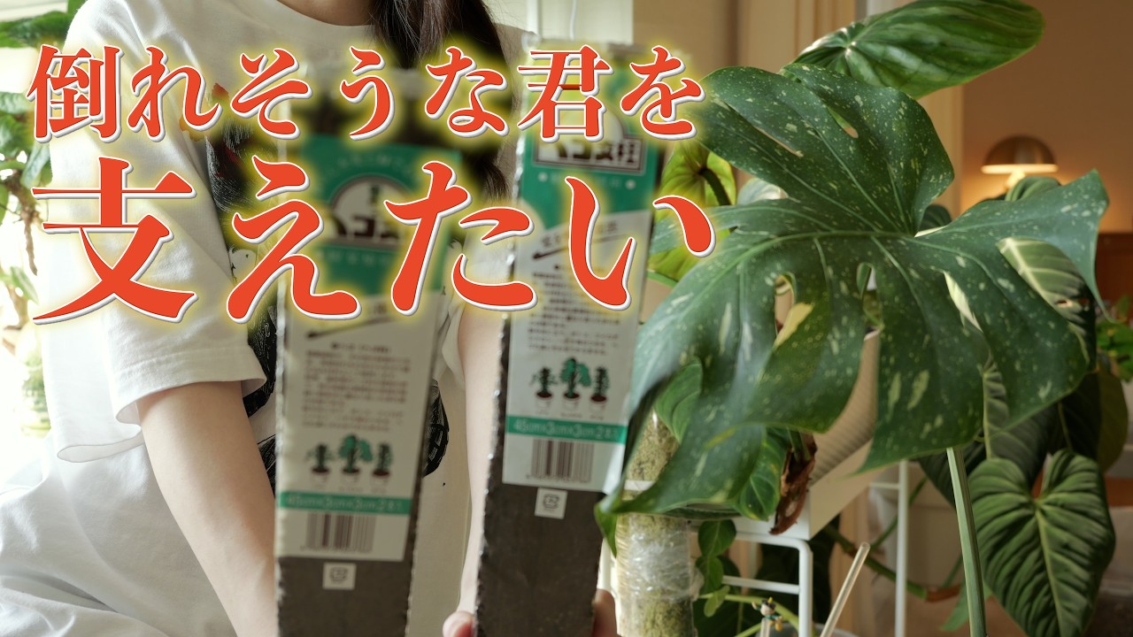 モンステラの仕立て直し｜支柱でスッキリ整える