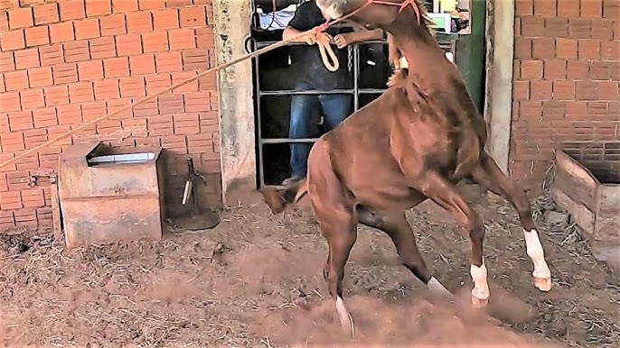 cavalo frente aberta é aqquele q tem a cara branca ou aas pats da frente  branca ²?