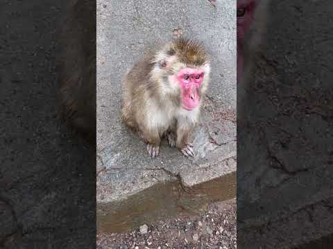 【高尾山さる園】返事をするテントさん【SNOW MONKEY】 #monkey #ニホンザル