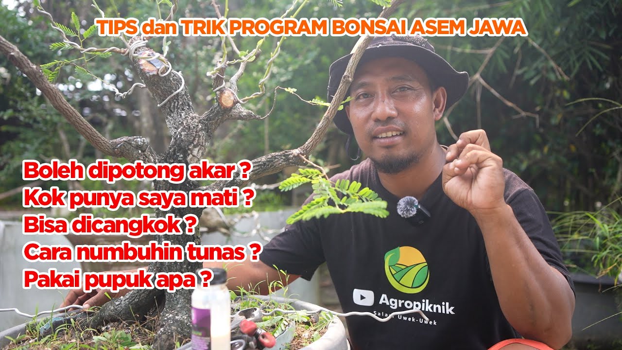 Tips dan Trik Program Asem Jawa Agar Tidak Mati | Menjawab dan Belajar Bonsai Pemula | Tutorial