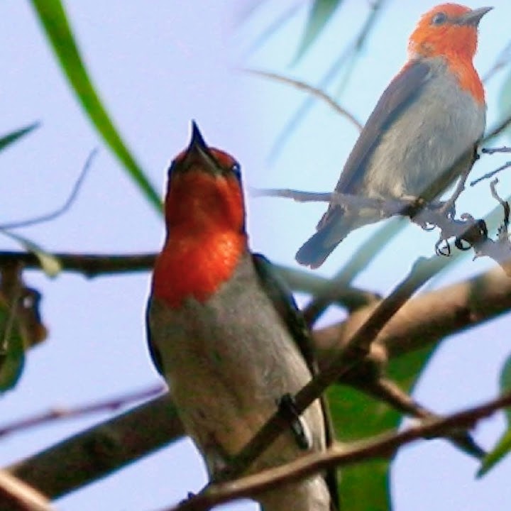 Suara pikat burung kemade