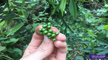 Lên núi hái Hạt Tiêu Rừng - Cực kỳ thơm ✦ Ký sự đi rừng ✦ Tập 8