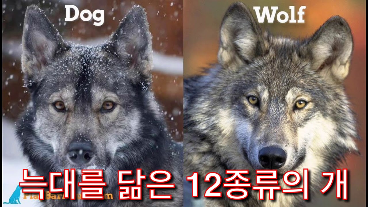 Как отличить волка. Волк и собака отличия. Отличие волка от собаки. Различия между собакой и волком. Сравнение Волков и собак.
