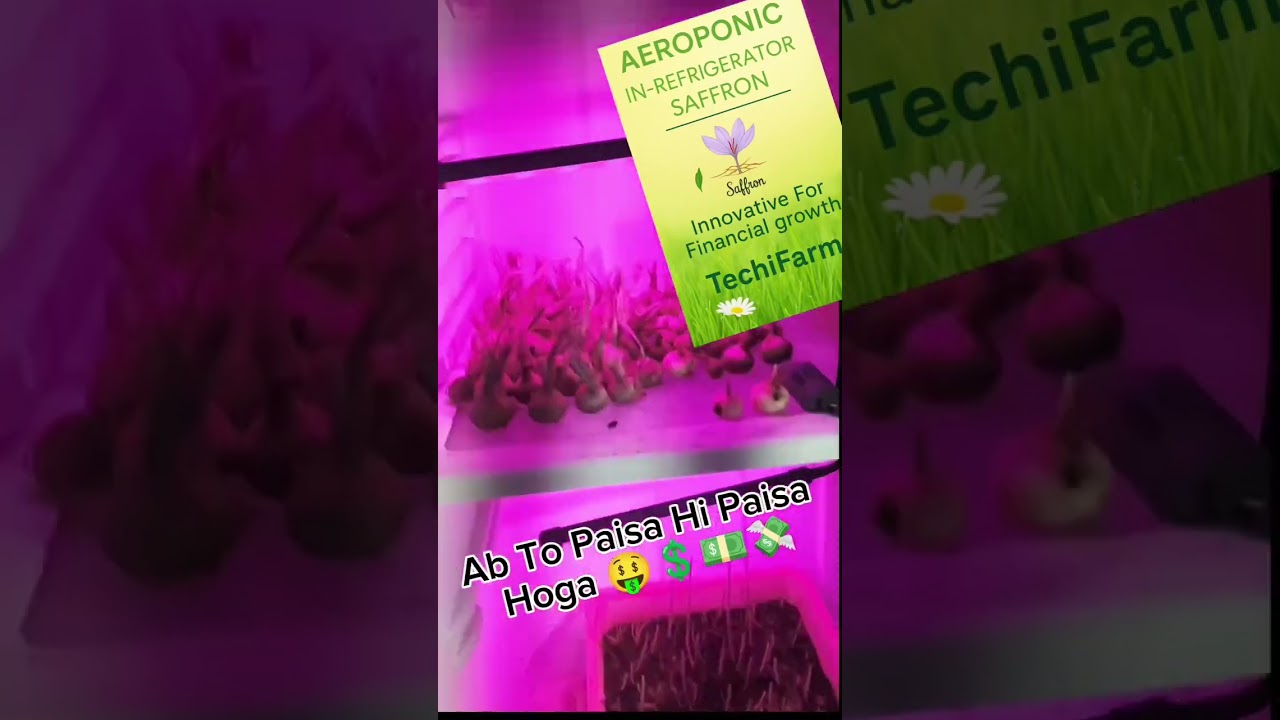 Saffron Farming In Refrigerator 