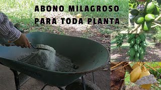 ABONO MILAGROSO Para Lograrar ENORMES CHOSECHAS de tus árboles de LIMÓN, NARANJA, MANDARÍA, PAPAYA.