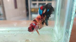 Ikan Cupang Hias Jenis Plakat Nemo Galaxy Multicolor