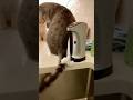 Your Cat’s Tail Sets Off the Soap Dispenser😂😂😂 #catsoftiktok #cute #viral #fyp #cat