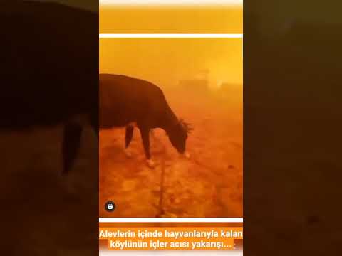 "Ölürsem bu videoyu izleyin" Antalya Manavgat'ta bir köylü hayvanlarıyla yangının ortasında kaldı…