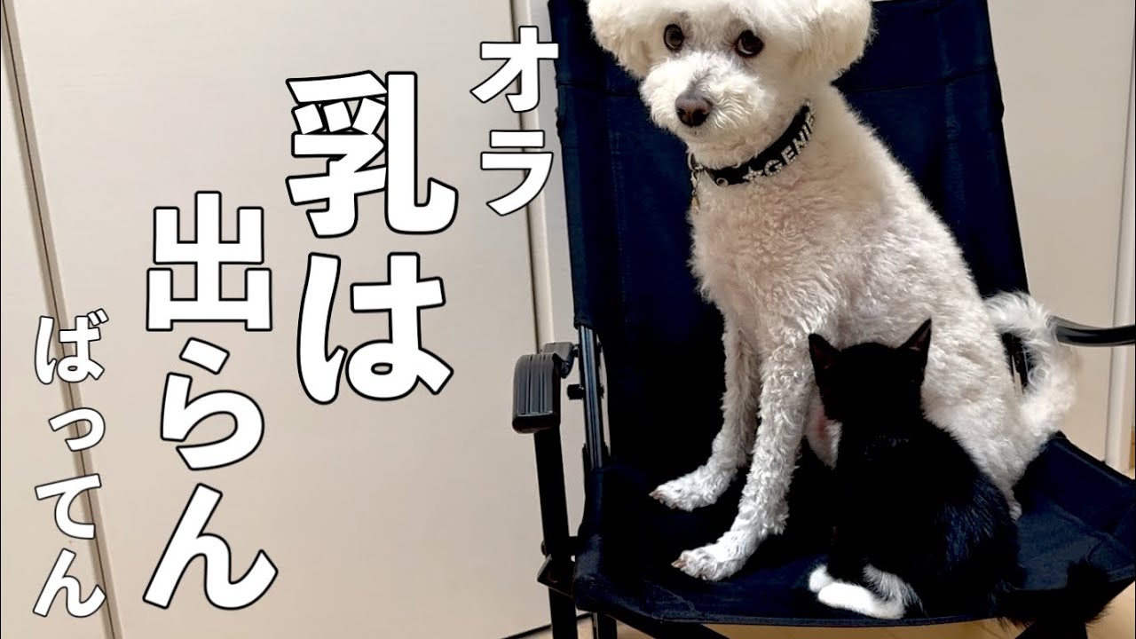 【捨て猫と犬】瀕死の状態から元気になりました🐈