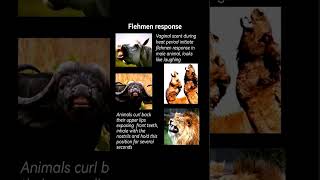 Flehmen response | Behaviour of animals before mating