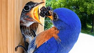 Baby Bluebird Can't Eat Blackberry ;)