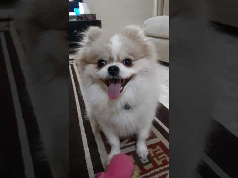 خپل عروسک شو آورده میگه تشویقی بده خیلی زرنگه برای بازی باج می خواد    