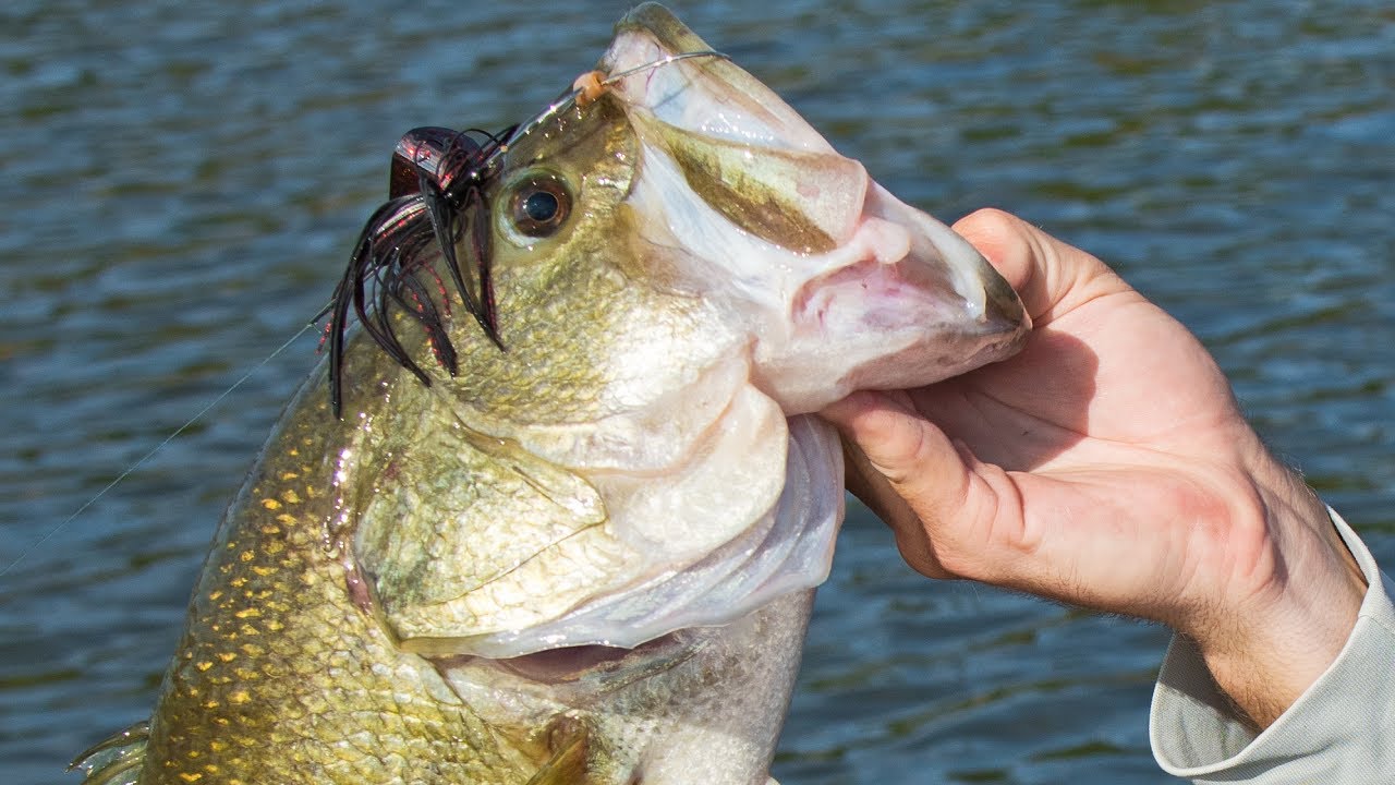 Fishing Buzz Baits for Big Bass