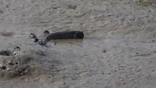 1050328蘆洲二重疏洪道出口大彈塗魚
