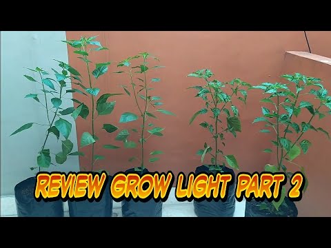 Apakah perlu menggunakan growlight untuk tanaman indoor seperti: Microgreen, hidroponik, ataupun aqu. 
