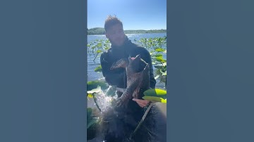 I caught a big Snappin’ Turtle! #snappingturtle #turtle #learn