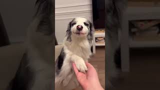 Собака 🐶🐕 порода бордер колли по кличке Ванилла самая галантная в мире...