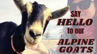 Say hello to our Alpine Goats!