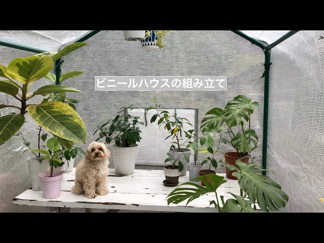 I tried assembling a large greenhouse from Cainz. - YouTube