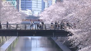 【デジタル花見】東京・目黒川の桜 ～ 今年は行きにくいですよね…お花見。そんなあなたに”デジタルお花見”を！ 両岸に咲き誇る美しい桜をお楽しみください (20/03/26)