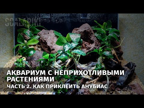 Video: Аквариум сууңузду кантип муздатуу керек