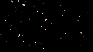 ◎ FREE Effect Material footage HD ◎Sakura Cherry Blossom with Falling Petals Overlay Pink Background