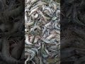 Expensive Shrimp.  #Shorts #Trending #Viral