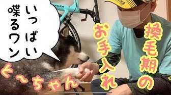 しゃべる犬 Youtube