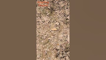 Phát hiện rắn hổ mang khủng #youtube #snake #trending