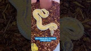 Why Are My Ball Pythons Turning BLUE!?
